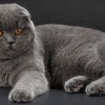 Top 5 raças de Gatos mais esquisitas do mundo